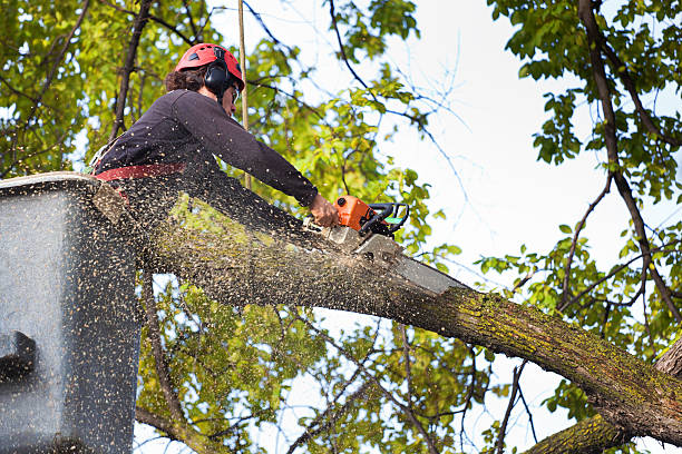 Professional Tree Removal in Lacoste, TX